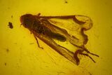 Detailed Fossil Imago Cicada (Auchenorrhyncha) in Baltic Amber #145427-2